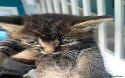 Bengal cats for sale: Five super friendly and fun kittens  - Image 16