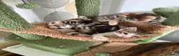 Mixed Breed cats for sale: Stunning bengal cross kittens - Advert 3