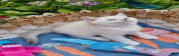British Shorthair cats for sale: 💖GOLDEN, TABBY, COLOURPOINT BSH KITTENS💖 - Advert 4