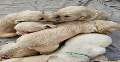 Golden Retriever dogs - Advert 2