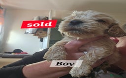 Cocker Spaniel dogs for sale: Show type Cocker spaniel puppies for sale - Image 9