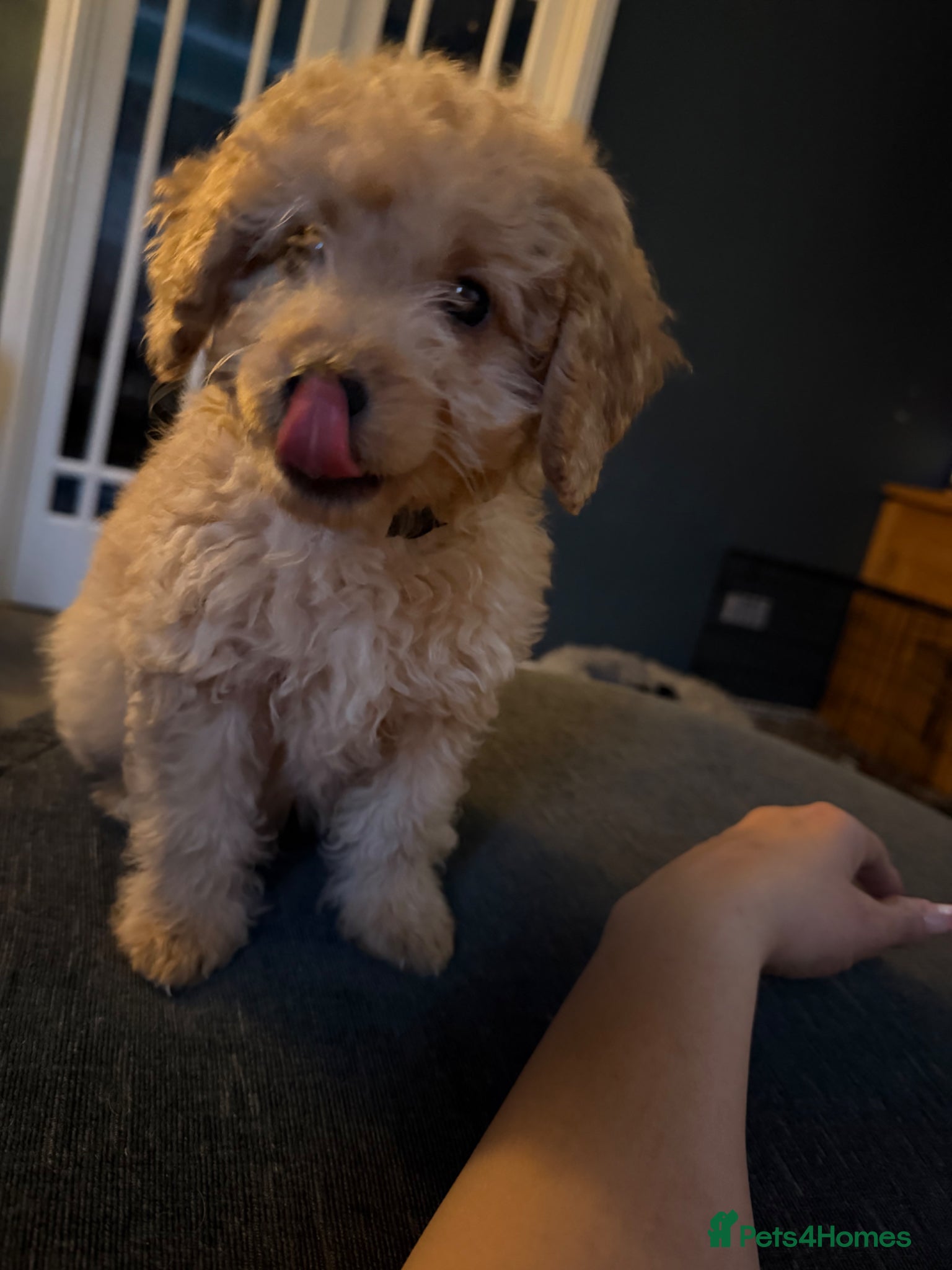 Labradoodle dogs Adorable miniature multigenerational Labradoodle  - Advert 4
