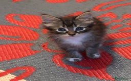 Perdoll cats for sale: Ragdoll  cross kitten (one available )😻 - Image 6