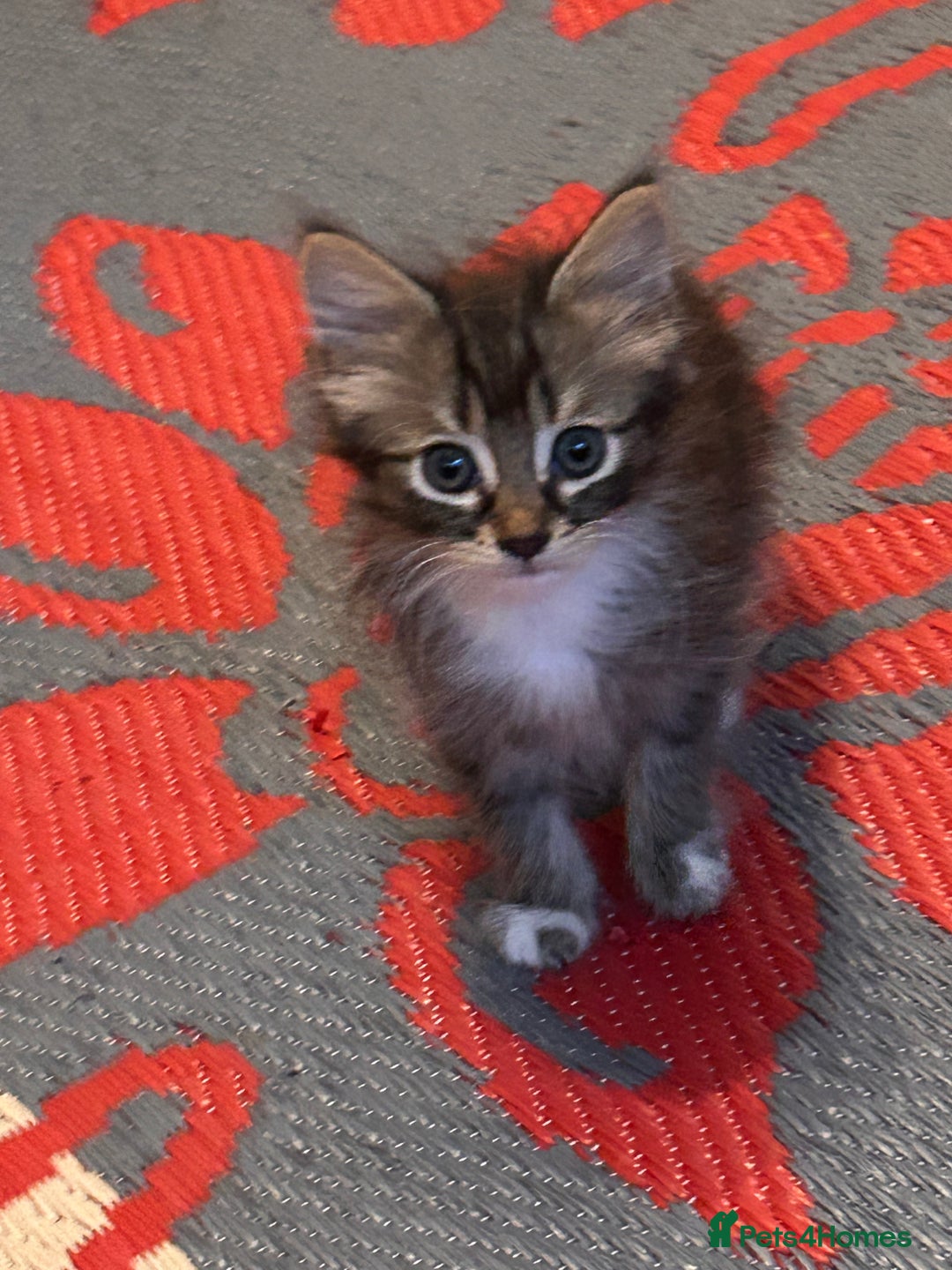 Perdoll cats for sale: Ragdoll  cross kitten (one available )😻 - Image 6