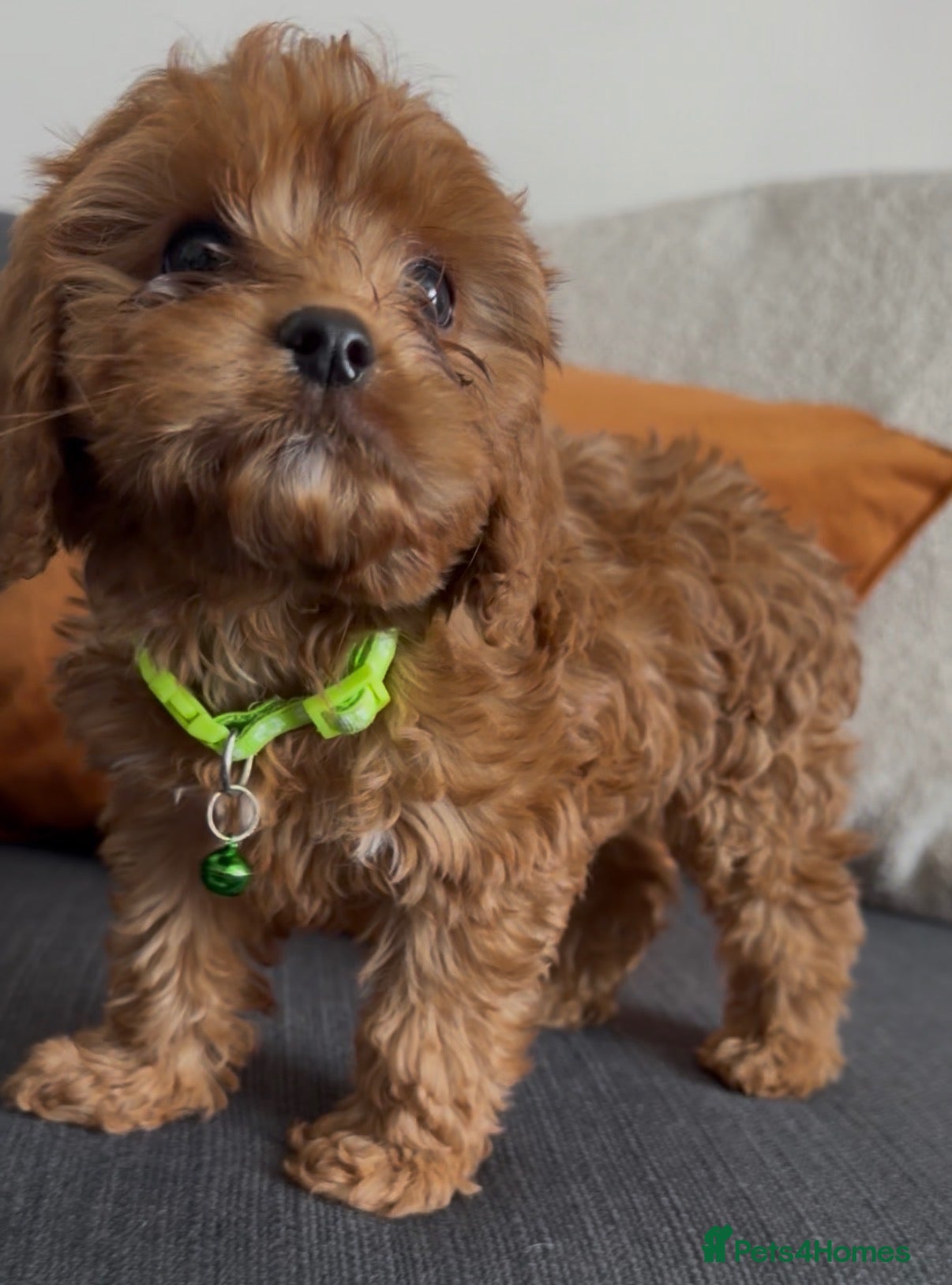 Cavapoo dogs Ready now. F1 Cavapoo puppies 🤎🐾  - Advert 17