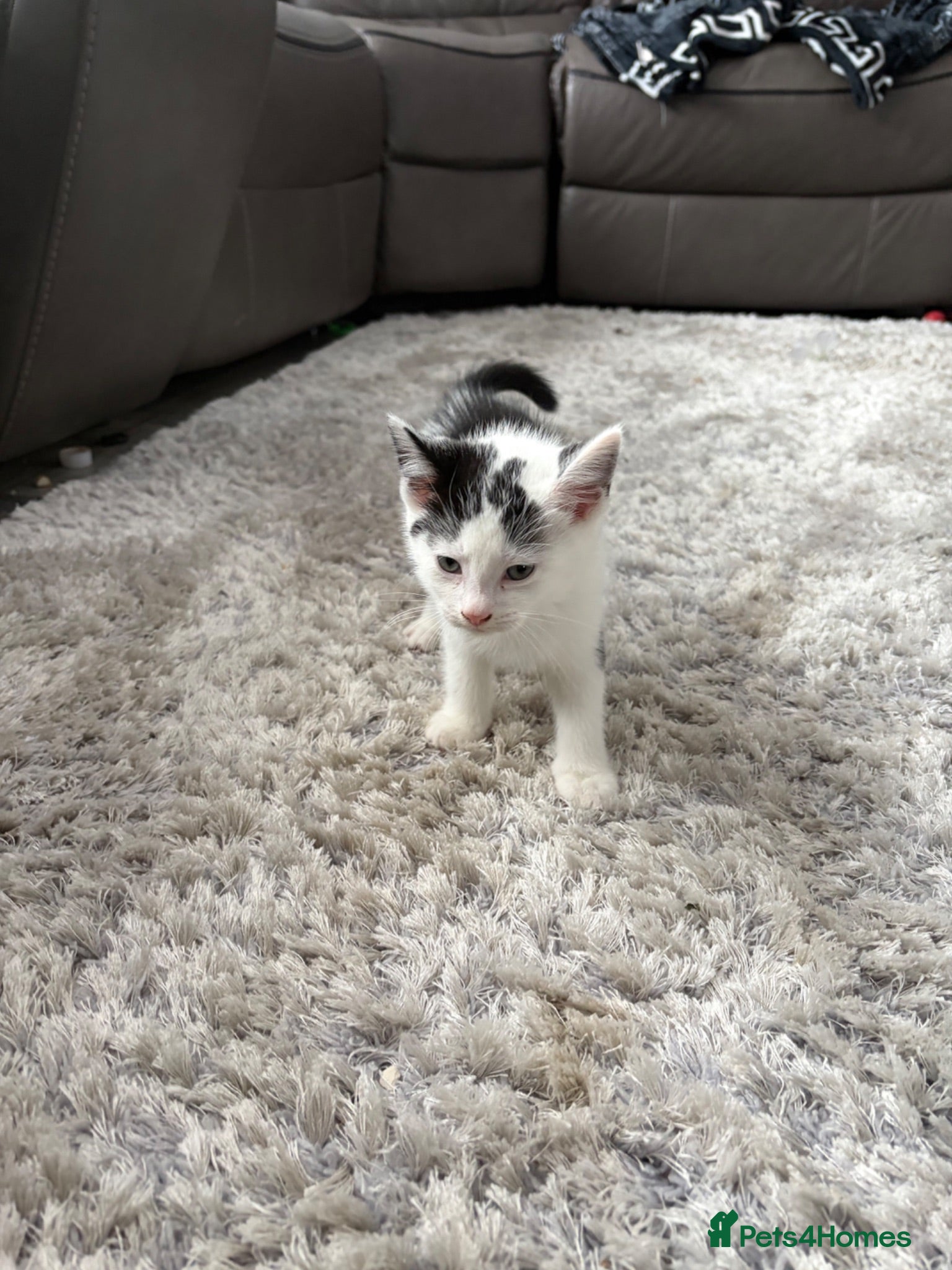 British Shorthair cats Kittens  - Advert 1