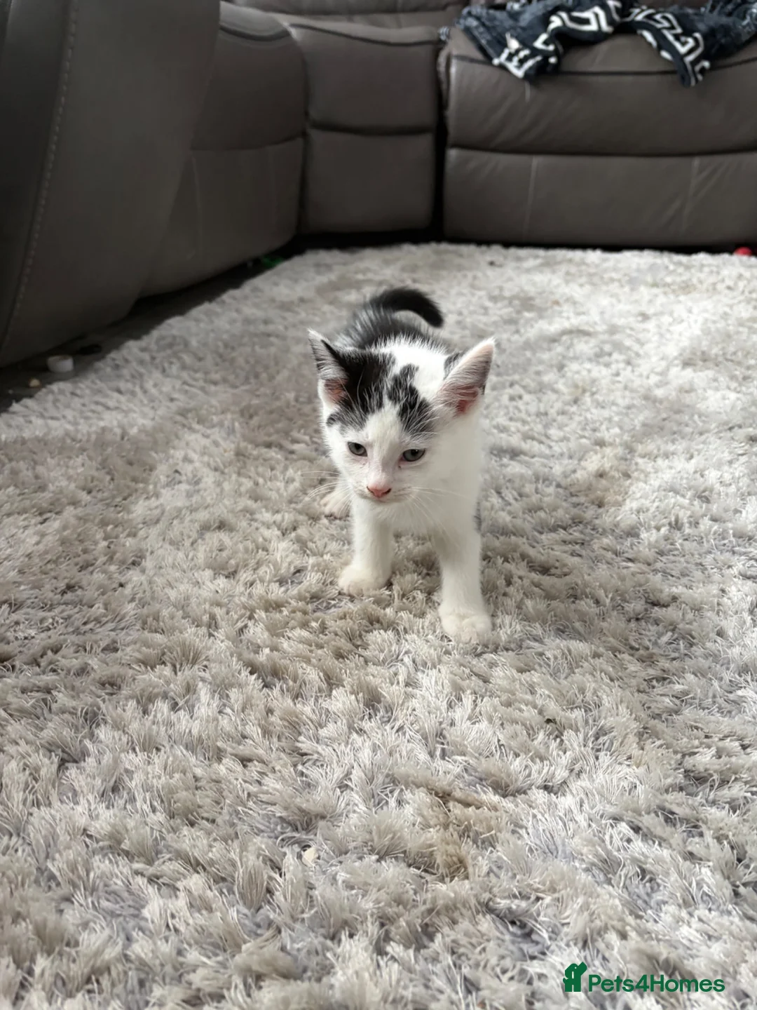 British Shorthair cats for sale: Kittens  in High Wycombe - Advert 1