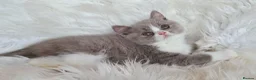 British Shorthair cats for sale: Stunning British shorthair kittens  - Advert 17