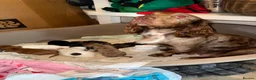 Cocker Spaniel dogs for sale: Beautiful & unique Cocker Spaniel litter  - Advert 2