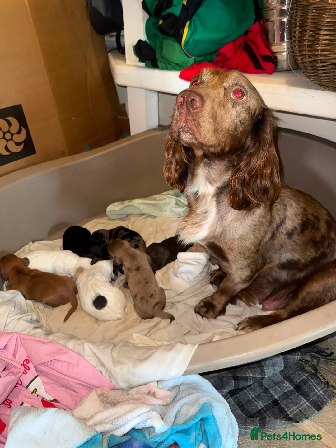 Cocker Spaniel dogs for sale: Beautiful & unique Cocker Spaniel litter  - Advert 2