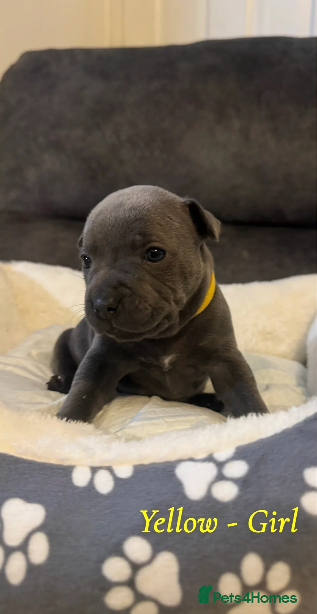 Staffordshire Bull Terrier dogs for sale: Staff puppies  - Advert 2