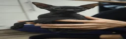 Sphynx cats for sale: 3/4 sphynx female kitten needs loving home  - Advert 3