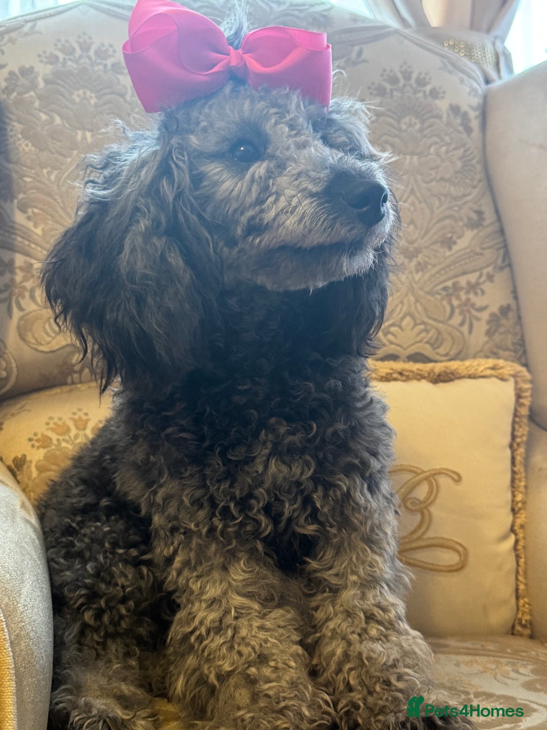 Miniature Poodle dogs for sale: Blue/silver girl puppy 8 months old. 4 gen. Kennel - Image 5