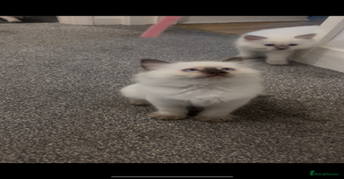 Ragdoll cats - Advert 16