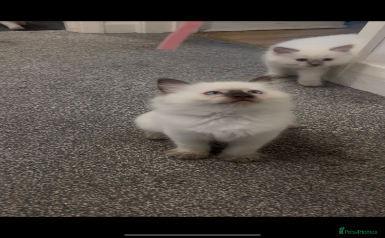 Ragdoll cats - Advert 13