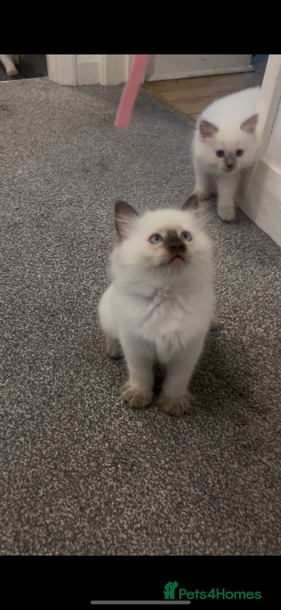Ragdoll cats for sale: Beautiful Ragdoll kittens  - Advert 2