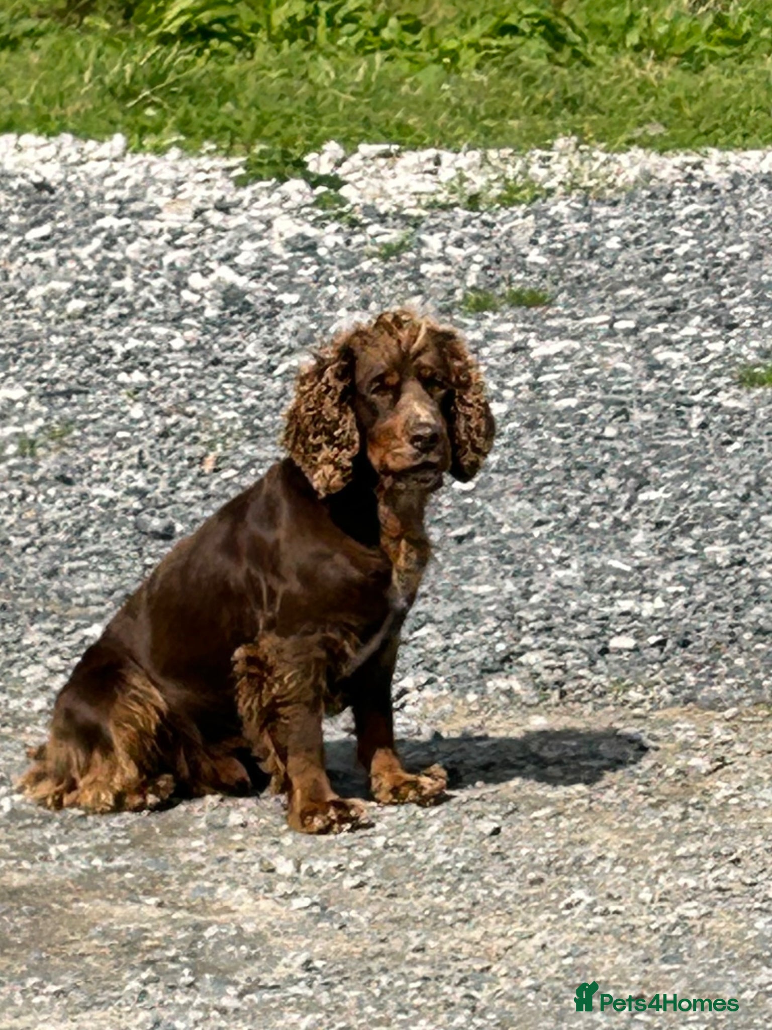 Mixed Breed dogs Mini Doodle x Cocker pups - Advert 2