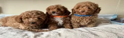 Cavapoochon dogs for sale: Cavapoochon puppies  - Advert 2