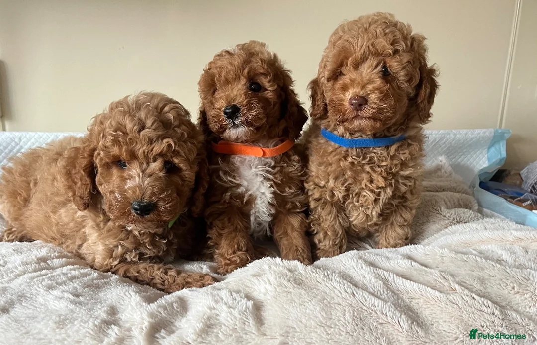 Cavapoochon dogs for sale: Cavapoochon puppies  - Advert 2