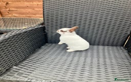 Netherland Dwarf rabbits for sale: Beautiful Netherland dwarfs - Image 5