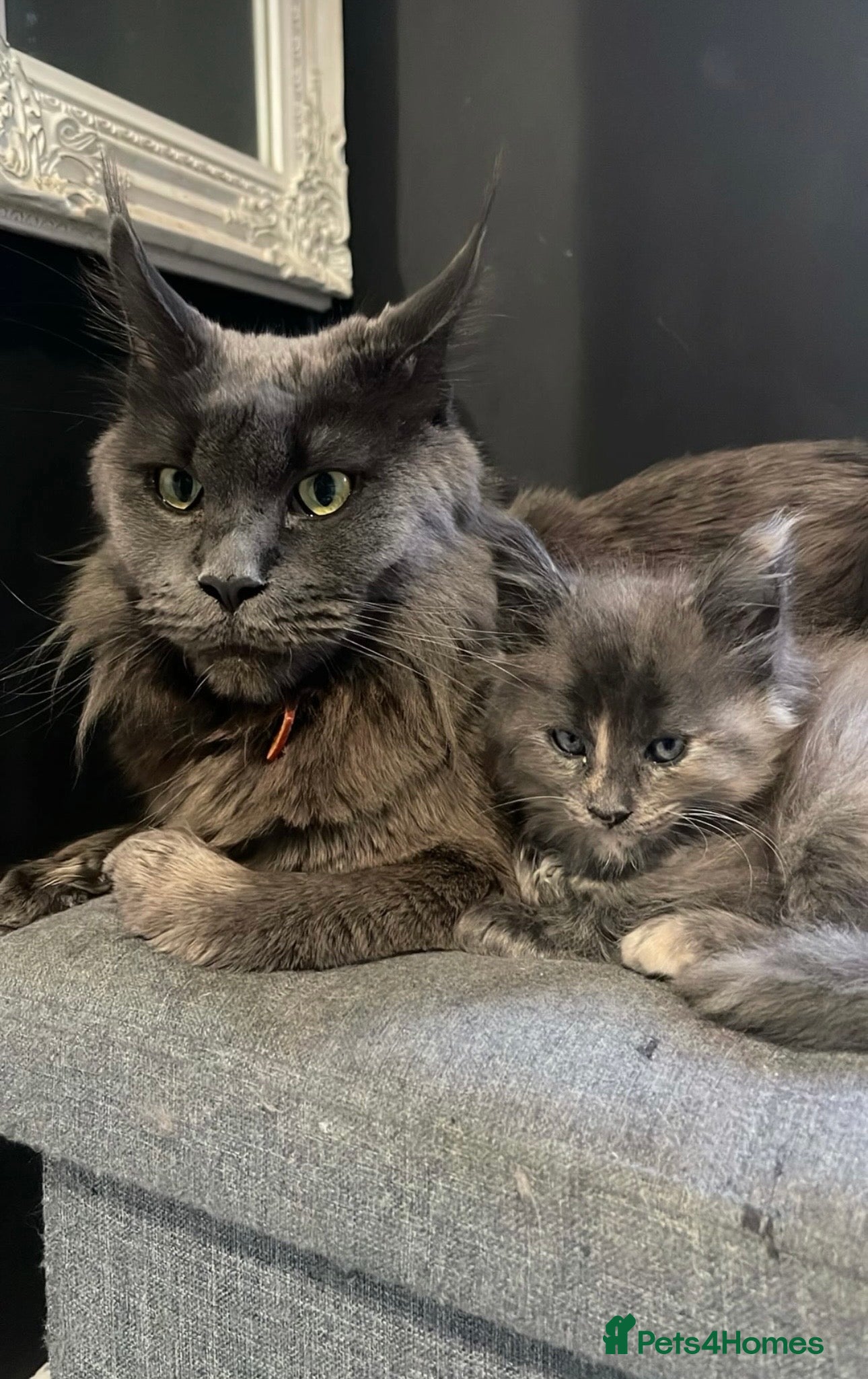 Maine Coon cats Last female Maine coon kitten available  - Advert 15