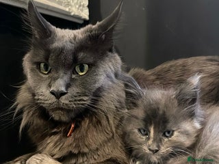 Maine Coon cats Last female Maine coon kitten available - Advert 15