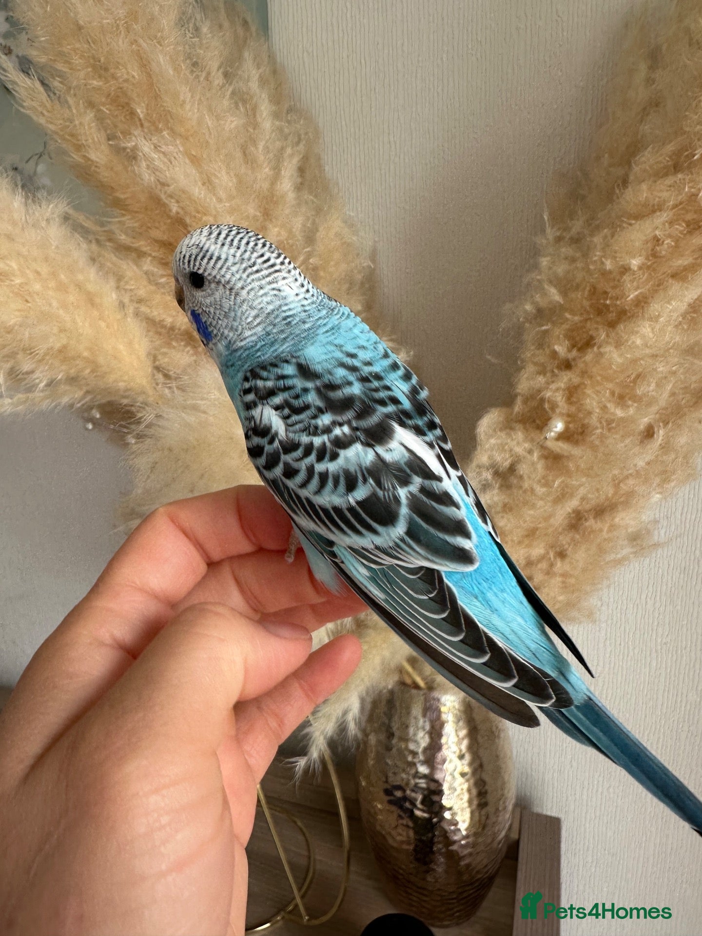 Budgerigars birds Hand Tame male baby budgies   - Advert 2
