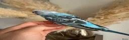 Budgerigars birds for sale: Hand Tame male baby budgies   - Advert 2