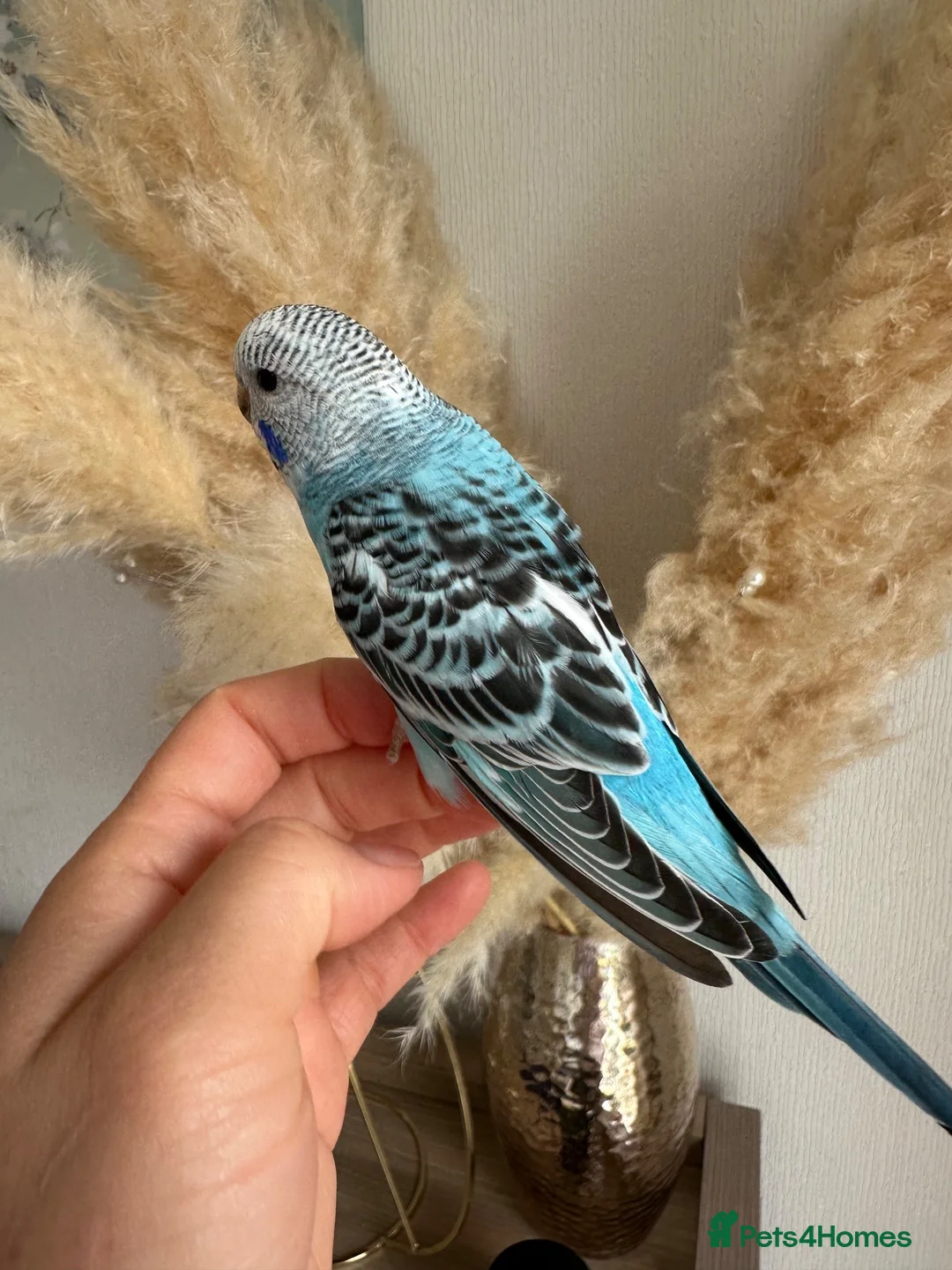 Budgerigars birds for sale: Hand Tame male baby budgies   - Advert 2
