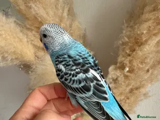 Budgerigars birds Hand Tame male baby budgies - Advert 2