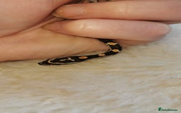 Corn Snake reptiles for sale: Baby corn snakes - Image 8