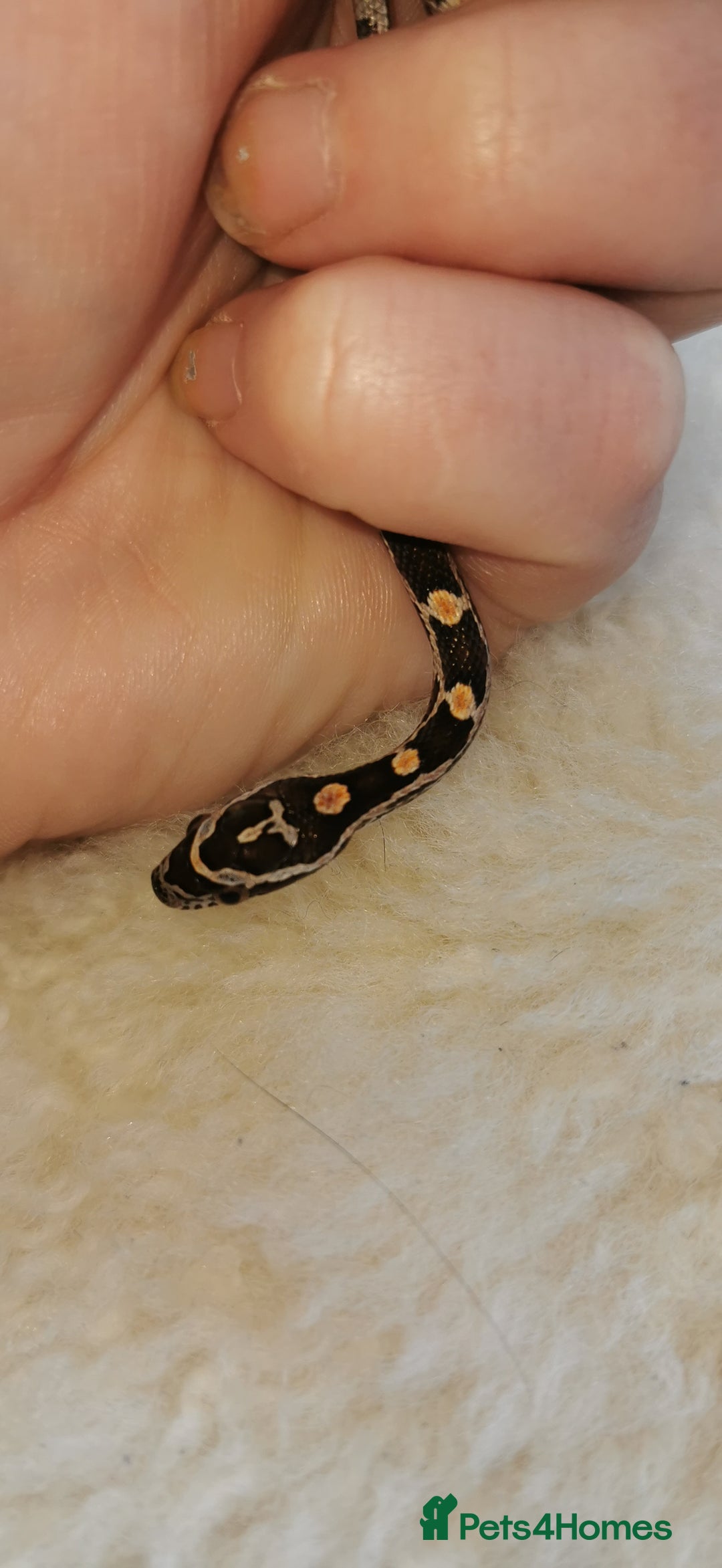 Corn Snake reptiles for sale: Baby corn snakes - Image 8