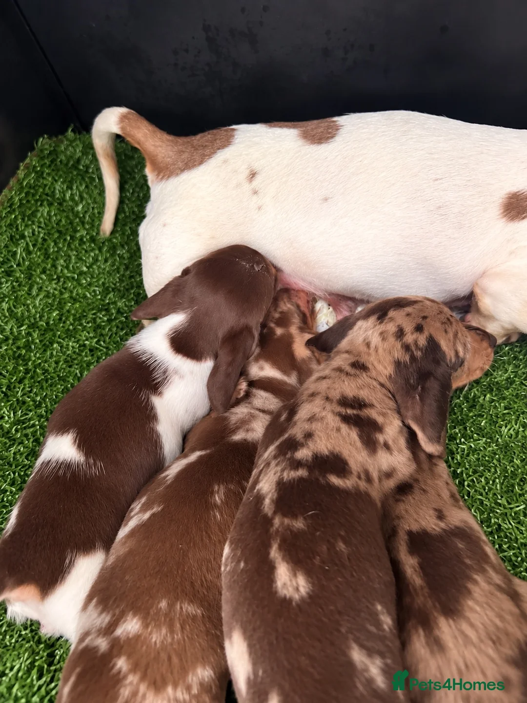 Miniature Dachshund dogs for sale: Beautiful miniature dachshund  - Advert 2