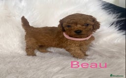 Miniature Poodle dogs for sale: Gorgeous Red Minature Poodles Puppies  - Image 26