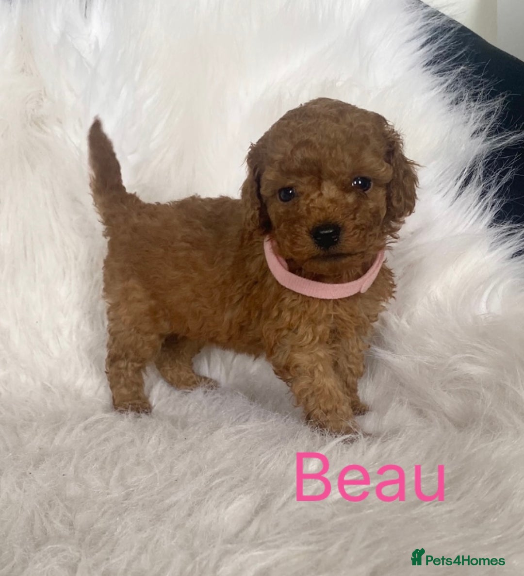 Miniature Poodle dogs for sale: Gorgeous Red Minature Poodles Puppies  - Image 26