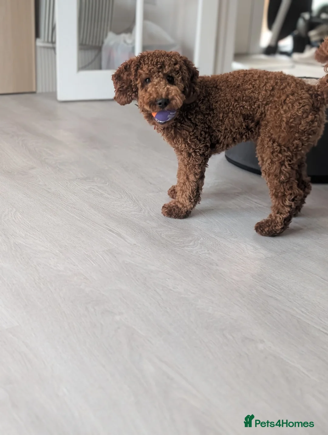 Cockapoo dogs for sale: Max - Cockapoo puppy  - Advert 4