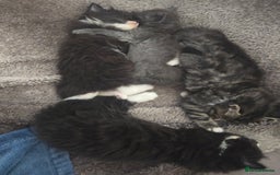 Nebelung cats for sale: 5 stunning nebelung kittens for sale.  - Image 3