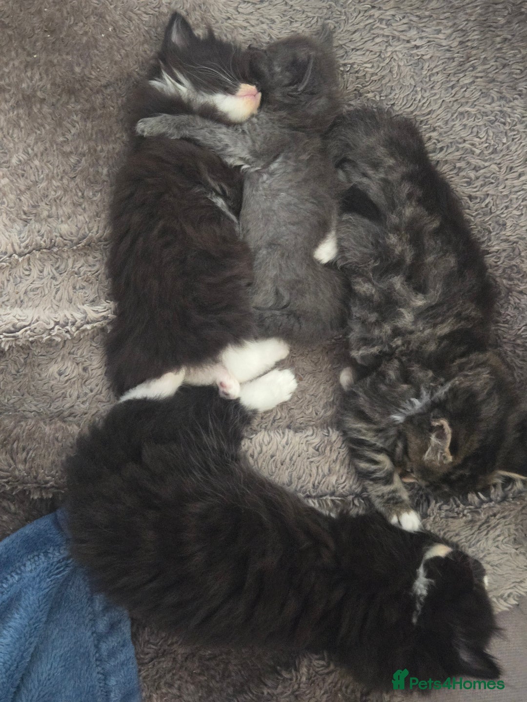 Nebelung cats for sale: 5 stunning nebelung kittens for sale.  - Image 3