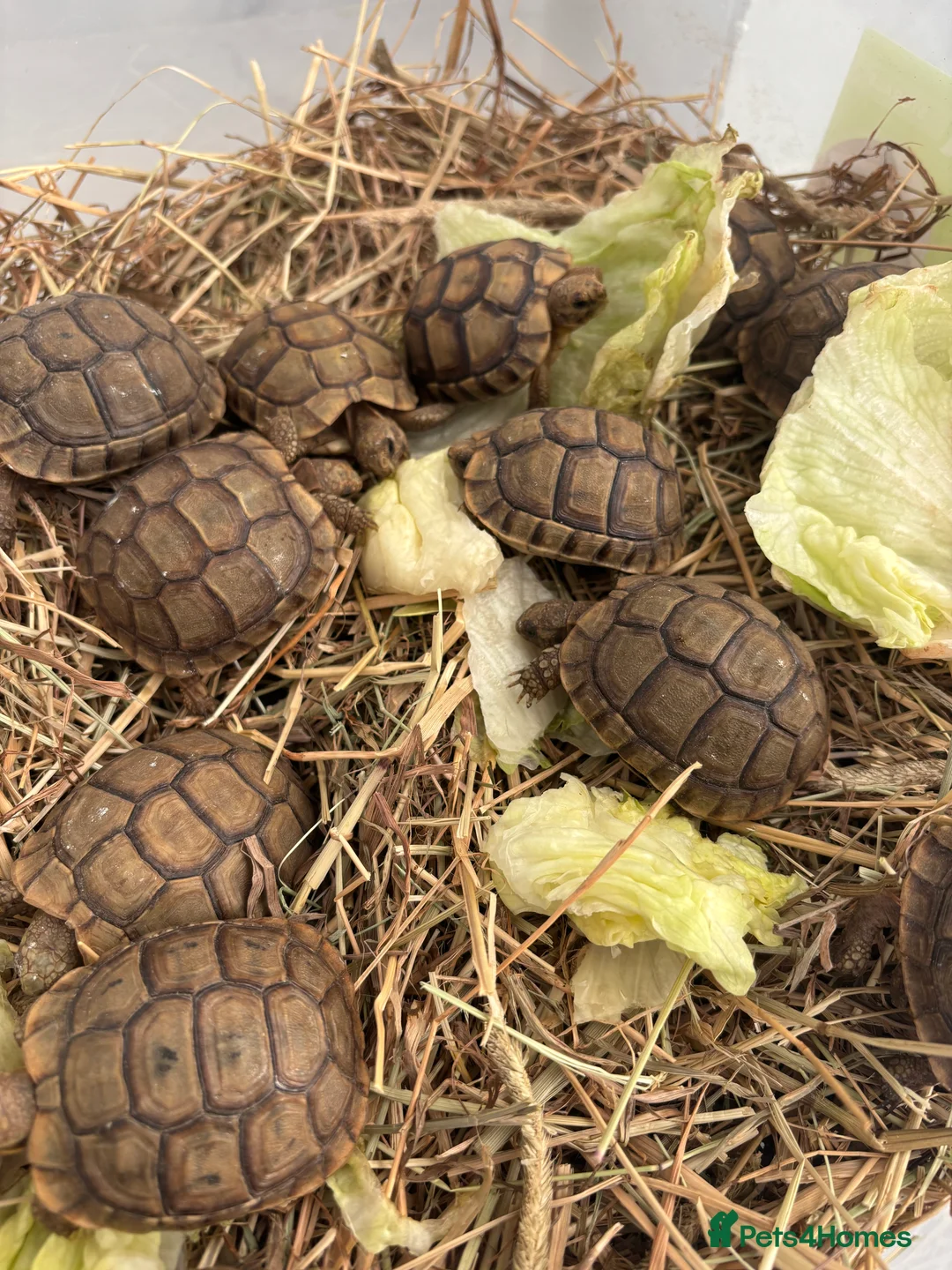 Tortoise reptiles for sale: Tortoise - Advert 1