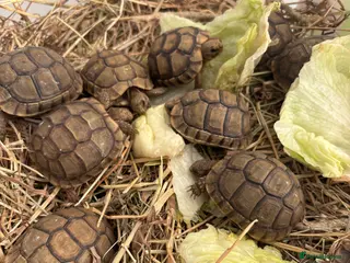 Tortoise reptiles Tortoise - Advert 10