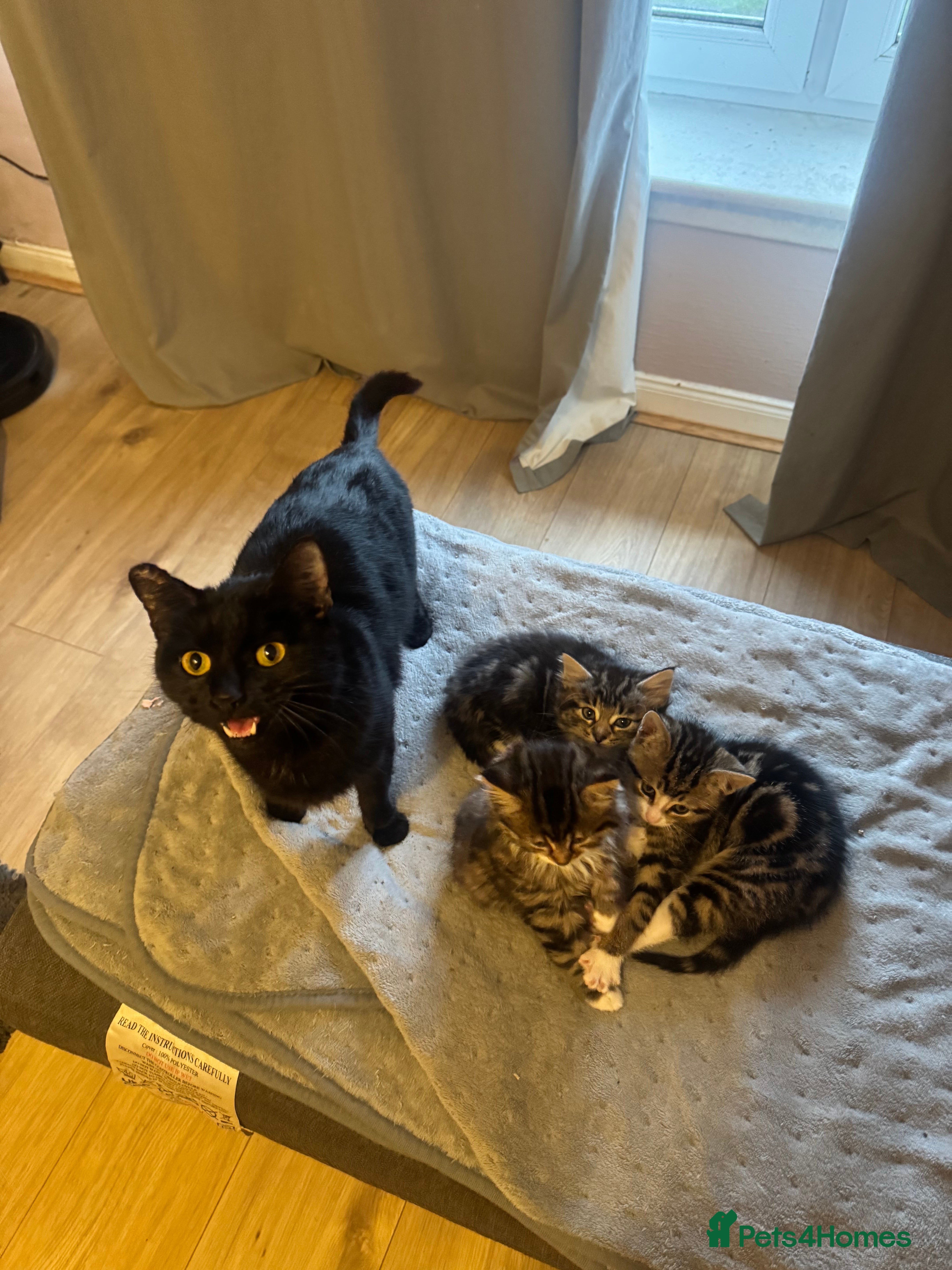 Mixed Breed cats Kittens for sale  - Advert 1