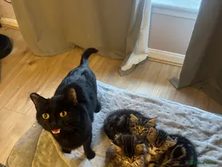 Mixed Breed cats Kittens for sale - Advert 1