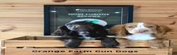 Cocker Spaniel dogs for sale: 2 WORKING TYPE KC COCKER SPANIELS READY TO LEAVE  - Advert 4