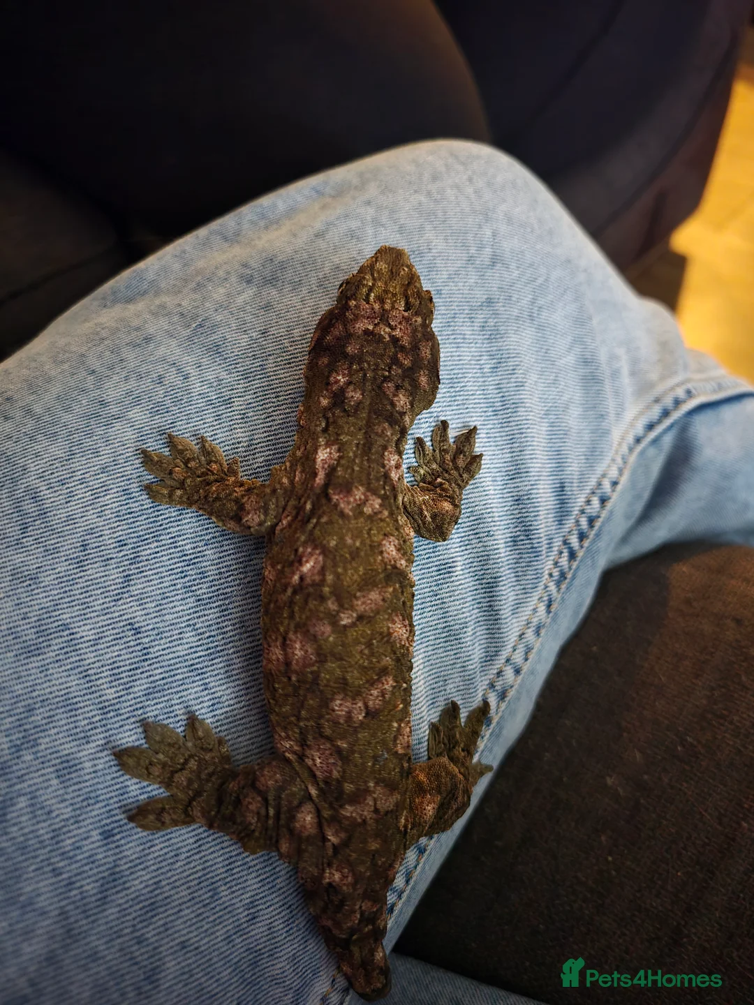 Gecko reptiles for sale: Leachie Gecko - 1 years old - Advert 4
