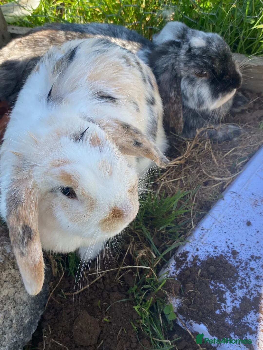 English Lop rabbits for sale: 2 female rabbits  in Winscombe - Advert 1