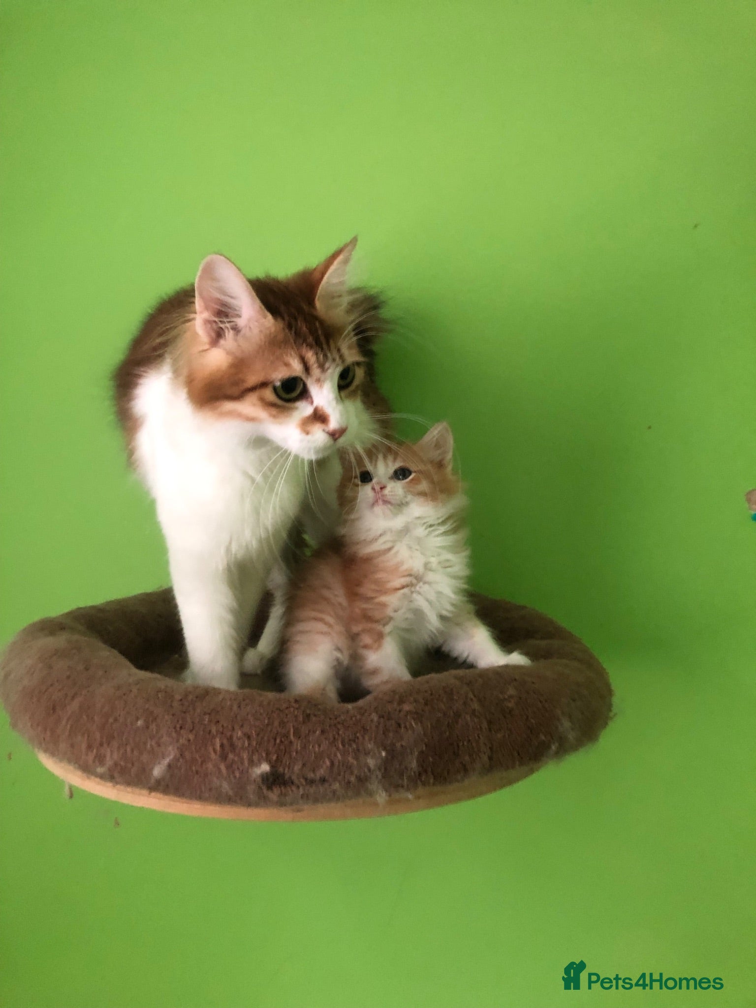 Kurilian Bobtail cats Stunning FIFe Registered Kurilian Bobtail kittens - Advert 1