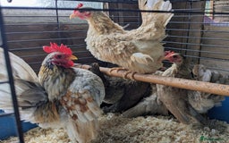 Chickens poultry for sale: Tiny Seramas Bantams,Adults & Youngsters. - Image 1