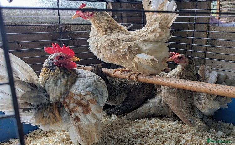 Chickens poultry - Advert 6