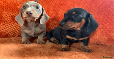 Miniature Dachshund dogs - Advert 7