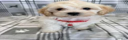 Maltipoo dogs for sale: Happy,loving affectionate Health Tested Maltipoo’s - Advert 19
